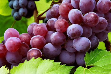 Trans-Resveratrol: A Powerhouse of Health and Cognitive Benefits